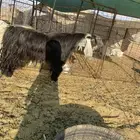 تيس عارضي صنف شرط القريع