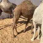 قعود