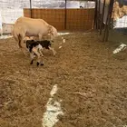 تم للبيع رفيديه ثنيه معها 2ارخال من نجدي