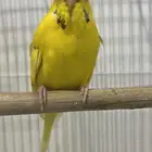 جوز بادجي اصفر تحته بيض الذكر هوقو انجليزي