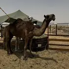 ضروبه للبيع