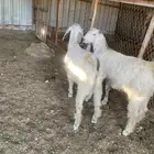 ثلاث تيوس للبيع بني سعد جنوب الطائف