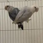 زوج روز تحته بيض