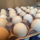 بيض حساوي بلدي