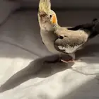 كروان كوكتيل نورمال للبيع