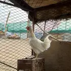 دجاجه بيضاء