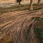 جريد سعف نخل