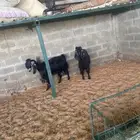 معزا عوارض مشاريك جروم حليب