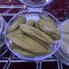 عود ورومي محسن بيور