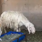 عيسي السن رباع