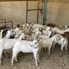 عرس