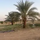 نخل رشودي طيب ونتاحه فاخر. ولكن علشان الأعمار ابي أشيله