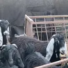 حائل