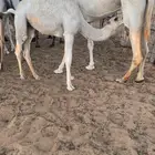 حشو لبانيه للبيع