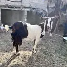 عنز دافع