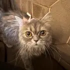 قطة شكوتش شيرازي