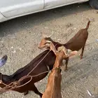 تيوس جذعان