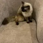 قطط هملايا. للتبني