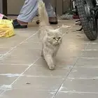 بسه ضايعه
