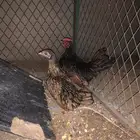 سبرايت
