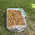 تمر مفتل سكري القصيم