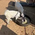 تيس وحفره