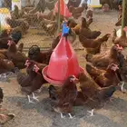 بيض مخصب سلالات منوعه للدجاج