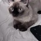 قط همالايا لتبني