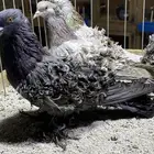 ((مفتلات 6 حبات ))