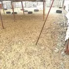 تعيش فحل للبيع توه جامع