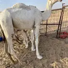 قعود أوضح