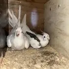 جوز كروان مع البيض