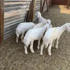 لباني حري فل الفل طيب