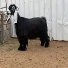 عنز عارضية دافع