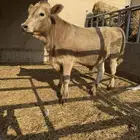 عجل سويسري بيور للبيع 6 شهور