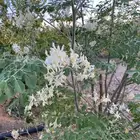 زهور مورينجا مورينقا عضوية اسعار مناسبه