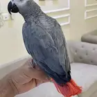 كاسكو اليف ومتكلم