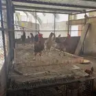 ديوك تركي ديك تركي