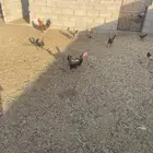 دجاج وحد
