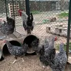دجاج بياض مع شبك جديد