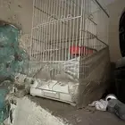 قفص ليلبع