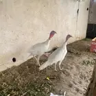 زوج رومي