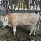 عجل