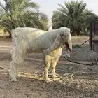 مشروع فحل مطور