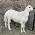 خروف مشروع فحل