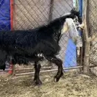 تيس فحل صنف تو ماهد ف الحلال عمره 7 شهور