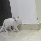 قطط