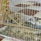 لطيور بأجل للبيع