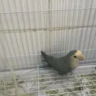 انثى روز