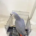 كاسكو فرخ اليف جدا حمامه